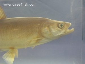 Foto Galerie/Cypriniformes/Cyprinidae/Leuciscus aspius/Leuciscus aspius_03_S.jpg